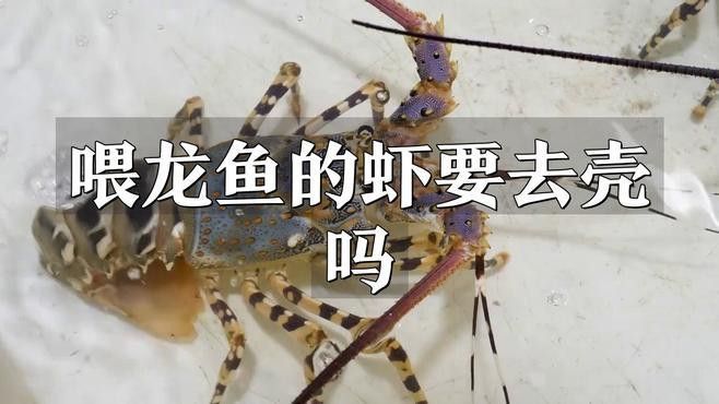 紅龍魚喂蝦需要去殼嗎？