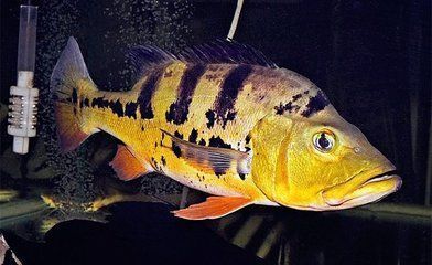申古三間魚(yú)的選購(gòu)指南：申古三間魚(yú)的繁殖技巧如何鑒別申古三間魚(yú)的性別