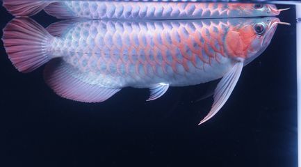 申古三間魚(yú)的選購(gòu)指南：申古三間魚(yú)的繁殖技巧如何鑒別申古三間魚(yú)的性別