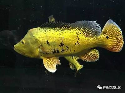 申古三間魚(yú)的選購(gòu)指南：申古三間魚(yú)的繁殖技巧如何鑒別申古三間魚(yú)的性別