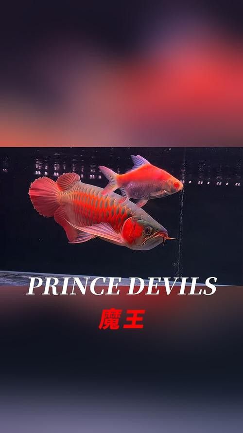 紅龍魚圖片高清視頻