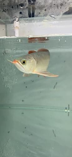 紅龍魚圖片高清視頻