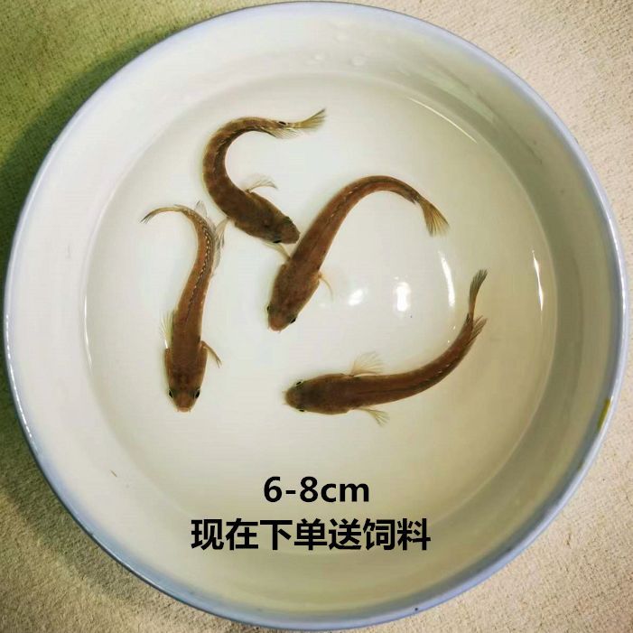 雷龍魚苗飼料怎么配：雷龍魚苗的飼料配置應包括市售專用飼料、活體餌料、活體餌料