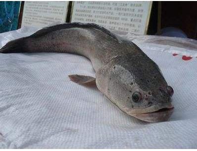 雷龍魚苗飼料怎么配：雷龍魚苗的飼料配置應包括市售專用飼料、活體餌料、活體餌料
