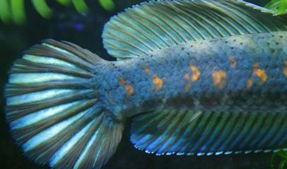 雷龍魚苗飼料怎么配：雷龍魚苗的飼料配置應包括市售專用飼料、活體餌料、活體餌料