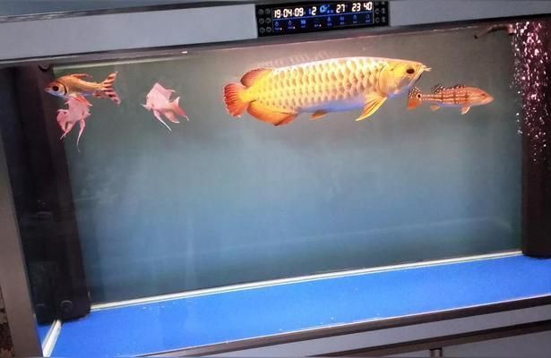 龍魚喂食什么（龍魚喂養的注意事項）