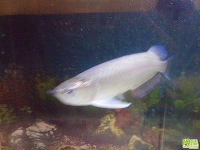 龍魚和戰船能否在一起養（龍魚和戰船魚可以一起養嗎）