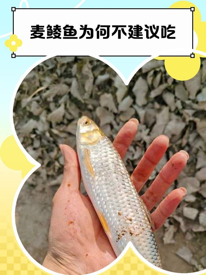 麥鯪魚為何不建議吃