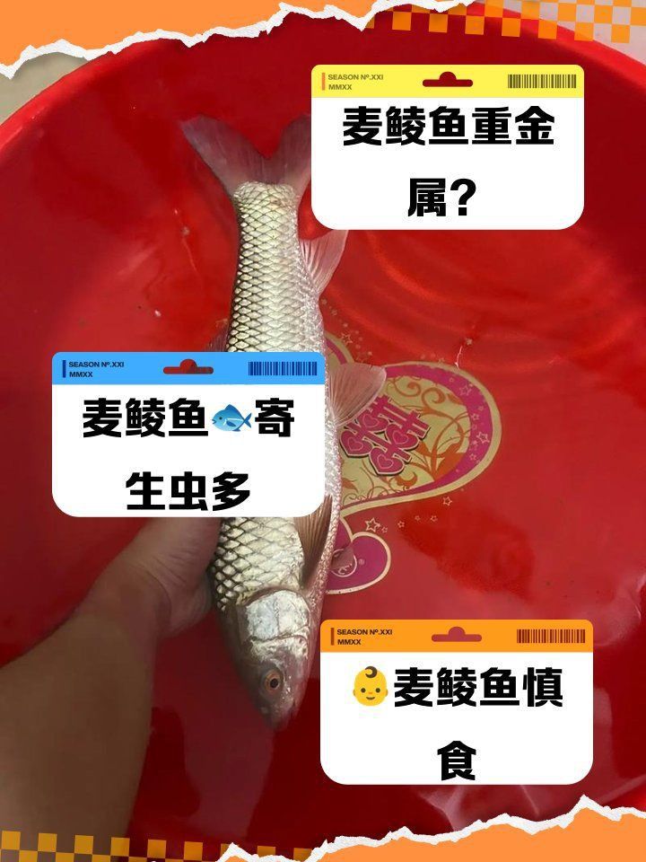 麥鯪魚為何不建議吃