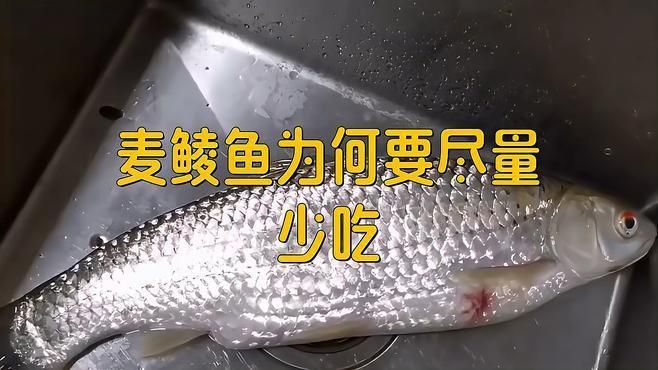 麥鯪魚為何不建議吃