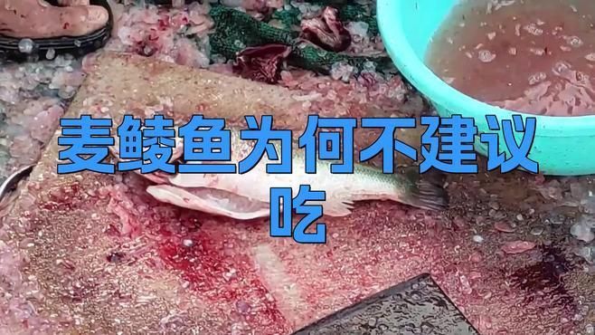 麥鯪魚為何不建議吃