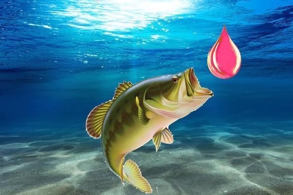 金龍魚(yú)的養(yǎng)殖方法和注意事項(xiàng)視頻播放：金龍魚(yú)的養(yǎng)殖方法和注意事項(xiàng)視頻指南