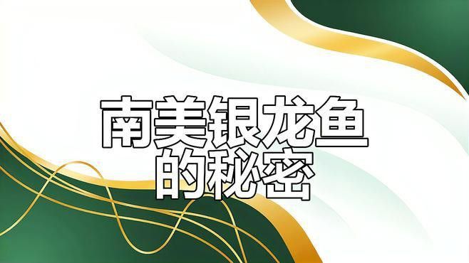 巨型銀龍魚視頻大全