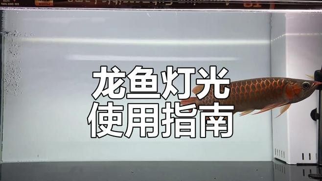 龍魚燈光開多長時間合適