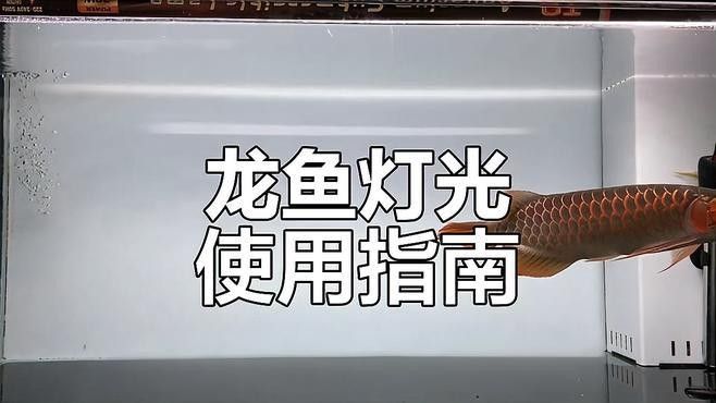 龍魚燈光開多長時間合適