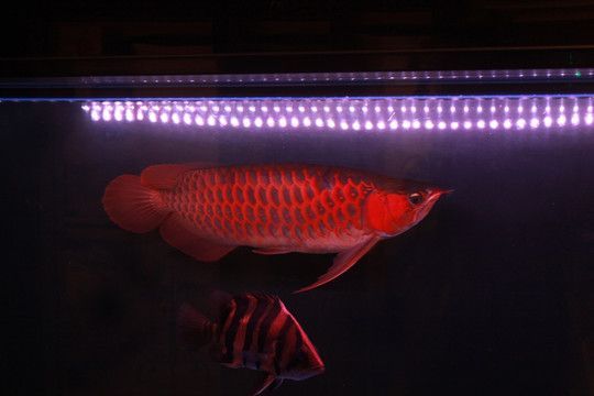 金龍魚適用的燈色溫度：金龍魚在幼龍階段適合使用10000k的燈色溫度