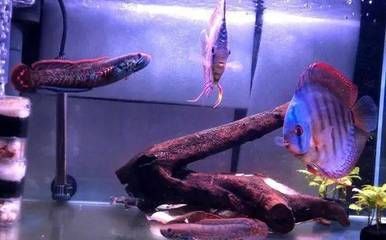 雷龍魚能一起養嗎怎么養（雷龍魚可以與其他魚類混養，但需要注意以下幾點，雷龍魚混養注意事項）
