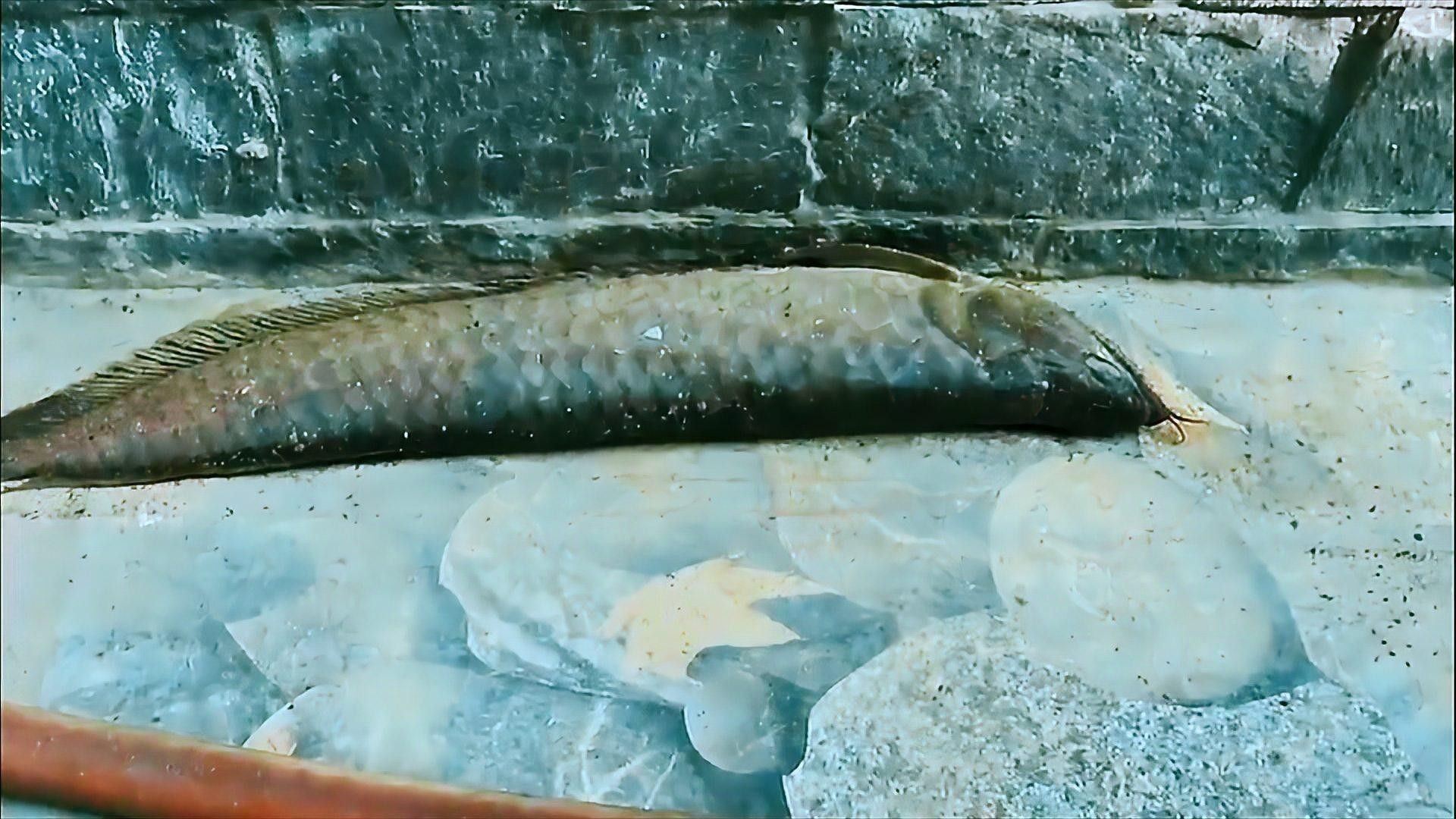 龍魚跳缸后能喂食嗎怎么喂