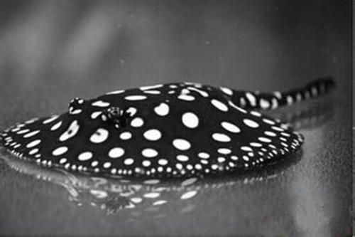 魟魚會不會扎死龍魚？：魟魚和龍魚可以混養嗎