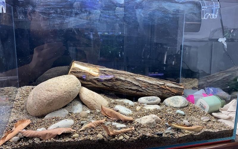 雷龍魚群養需要哪些裝飾物？