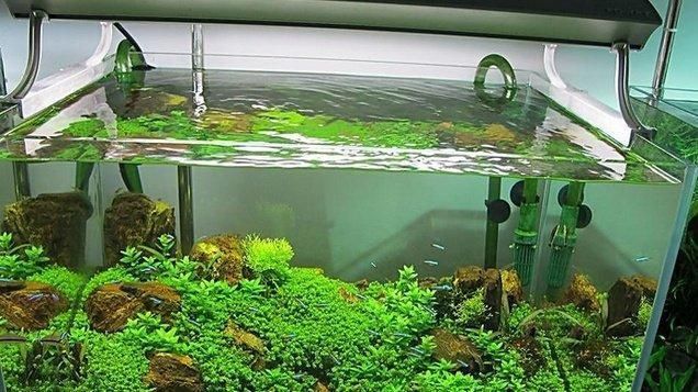龍魚缸里能放水草嗎：在龍魚缸中種植水草是可行的，但需要注意關鍵因素以及注意事項