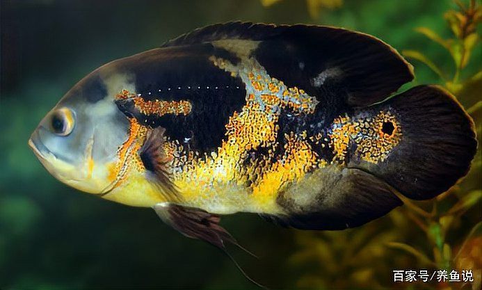 紅龍魚和金龍魚哪個更適合新手飼養？