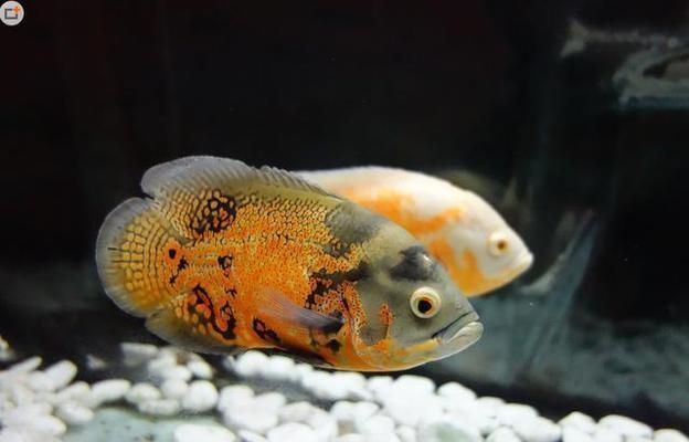 客廳魚缸養什么魚好看（客廳魚缸如何布置更美觀）