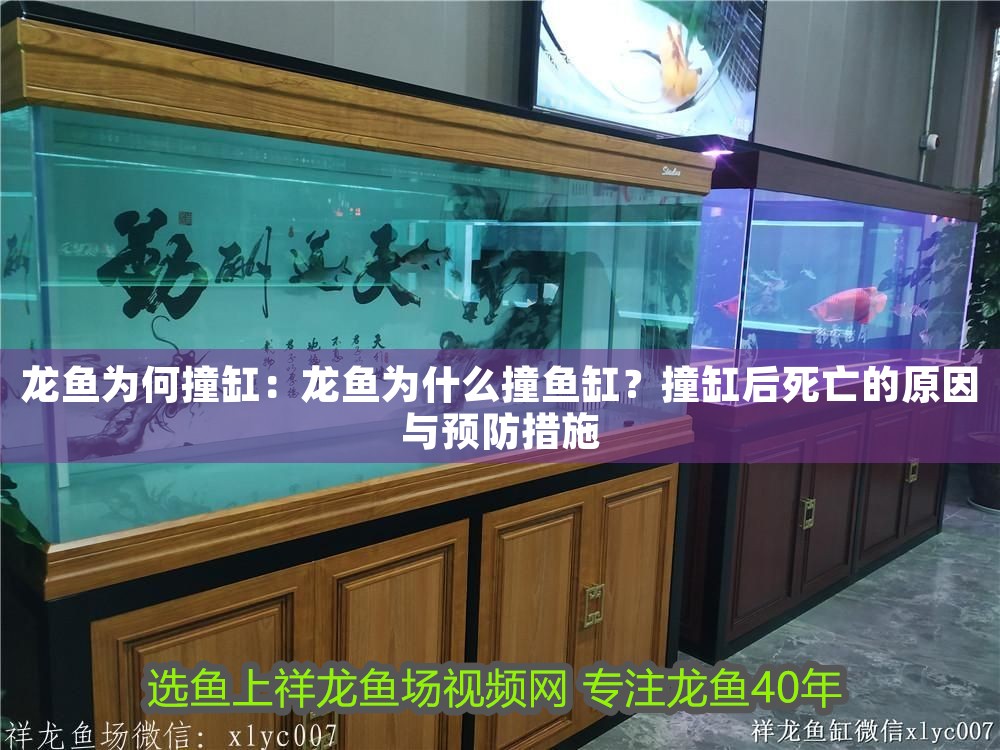 龍魚為何撞缸：龍魚為什么撞魚缸？撞缸后死亡的原因與預(yù)防措施