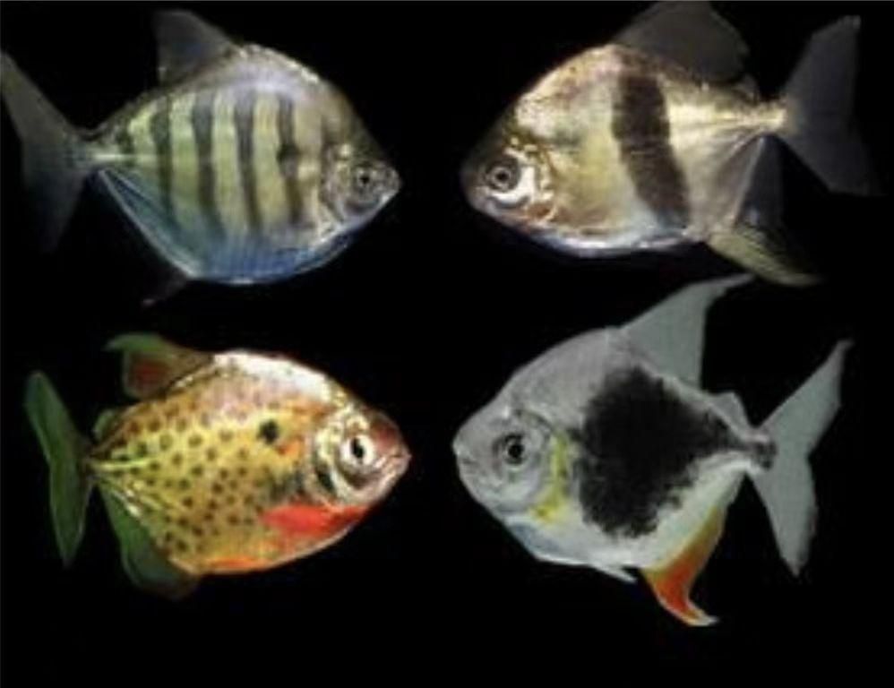 黑桃a銀板魚跟龍魚混養：黑桃a銀板魚和龍魚可以混養嗎？