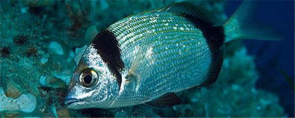 黑桃a銀板魚跟龍魚混養：黑桃a銀板魚和龍魚可以混養嗎？