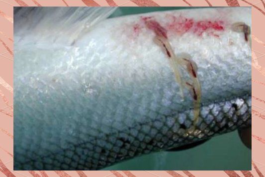 如何區分鲺和魚虱？