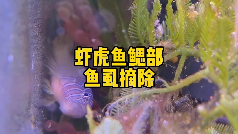 如何區分鲺和魚虱？