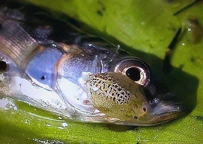 如何區分鲺和魚虱？