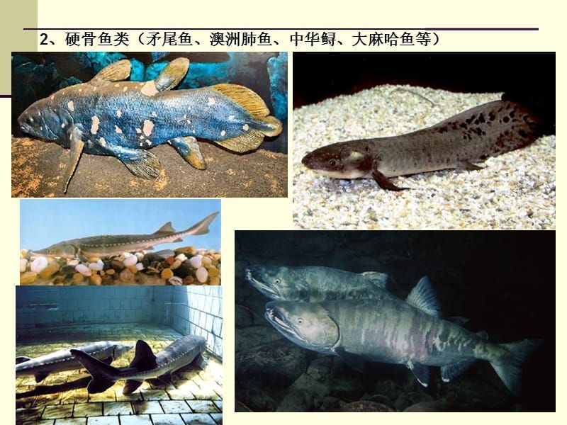 肺魚保護法在澳大利亞的具體內容：澳洲肺魚保護法