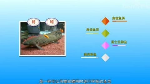 肺魚保護法在澳大利亞的具體內容：澳洲肺魚保護法