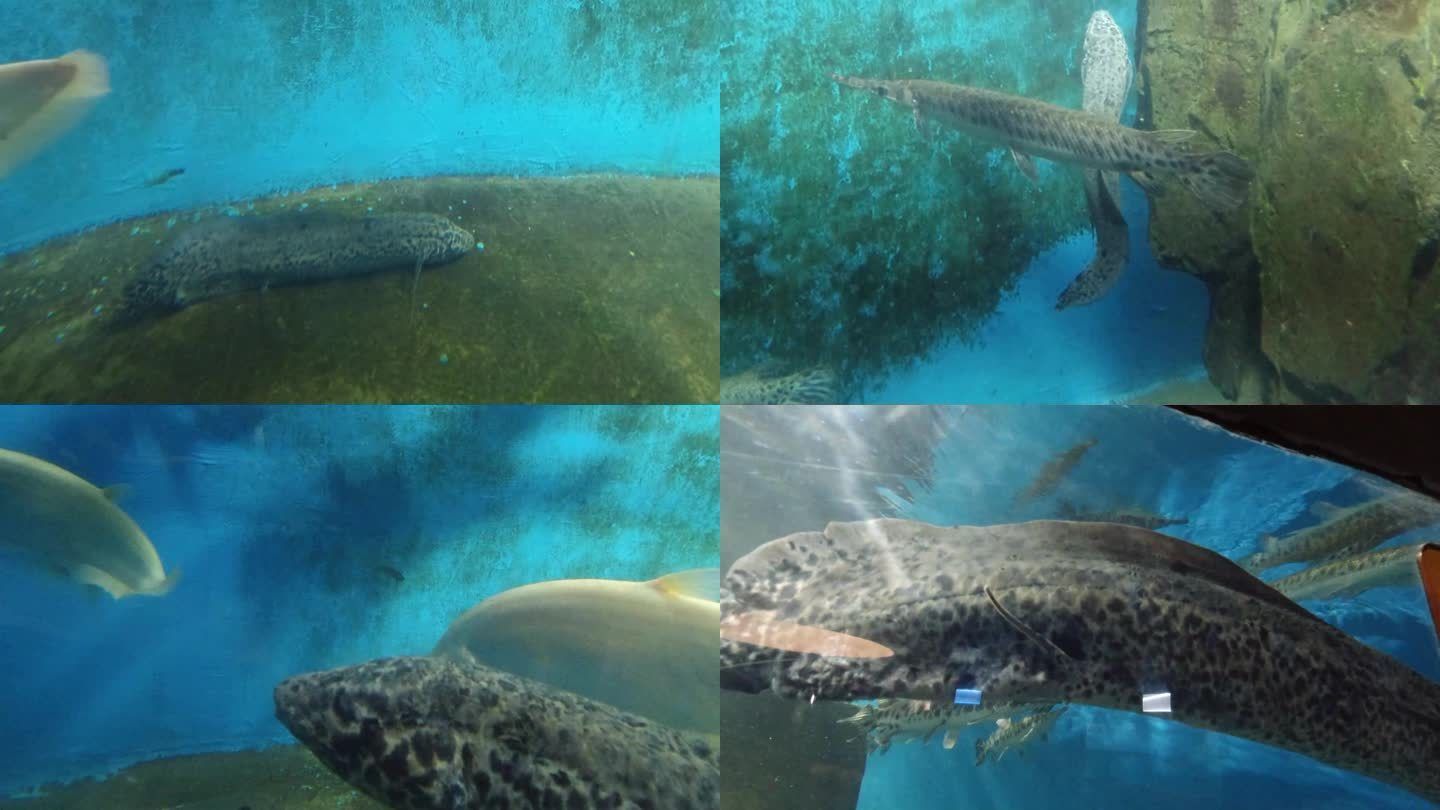 肺魚保護法在澳大利亞的具體內容：澳洲肺魚保護法