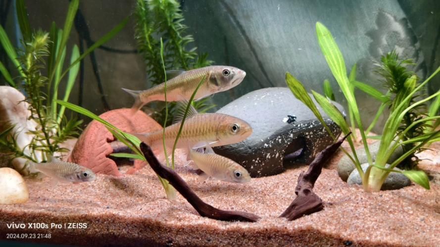 吉羅魚苗2-3cm圖片高清