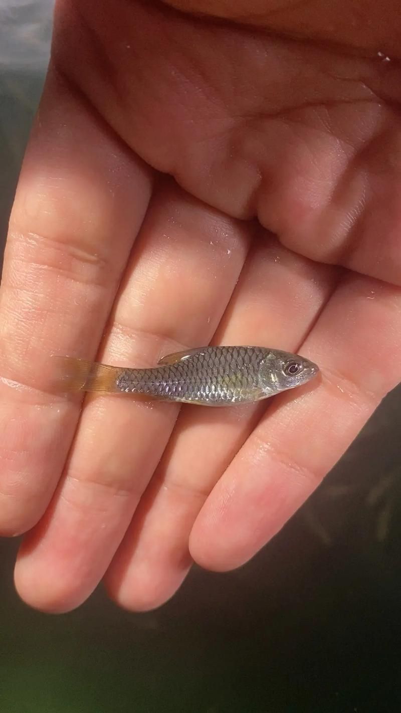 吉羅魚苗2-3cm圖片高清