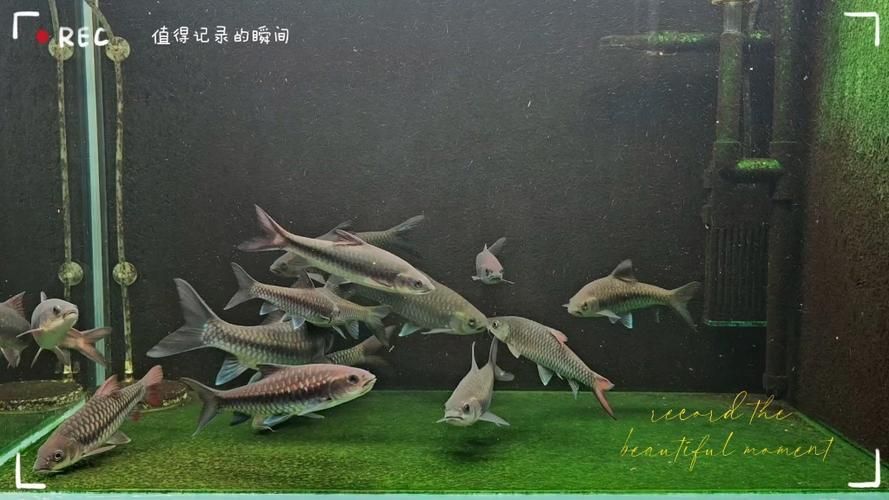 吉羅魚苗2-3cm圖片高清