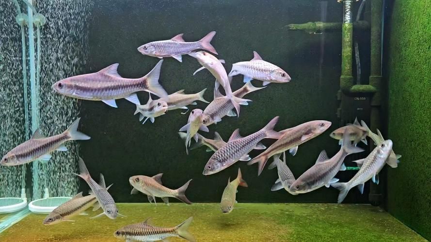 吉羅魚苗2-3cm圖片高清