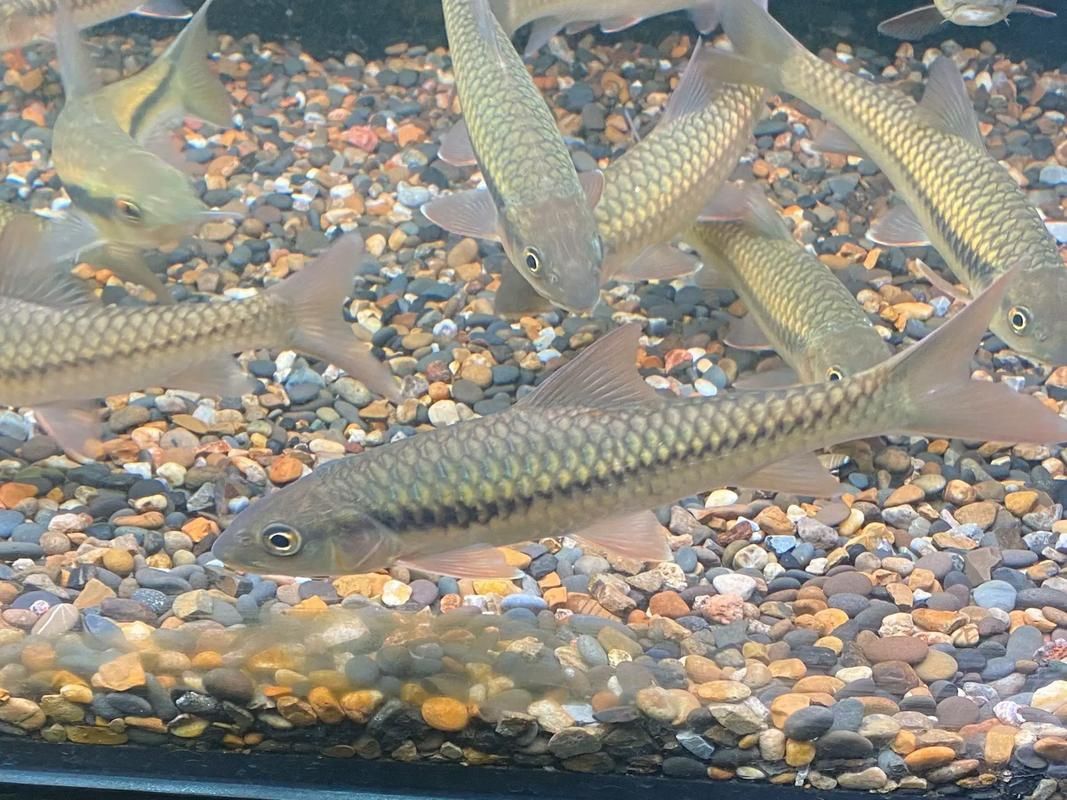 吉羅魚苗2-3cm圖片高清