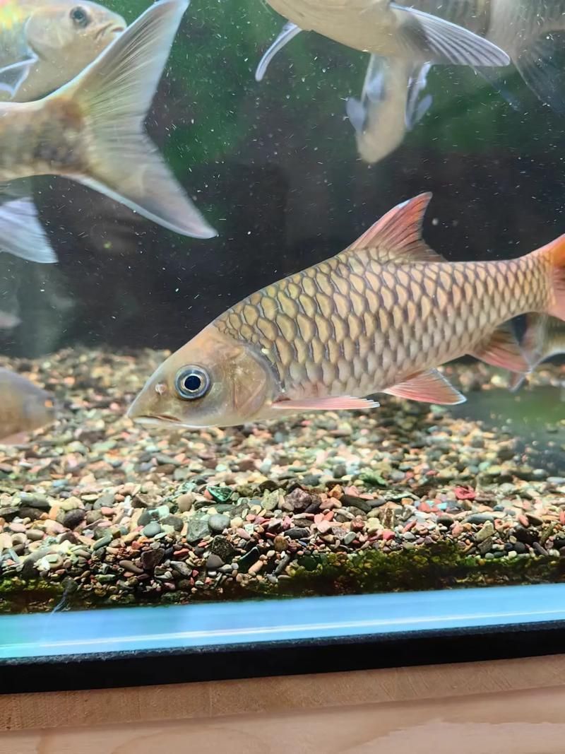 吉羅魚苗2-3cm圖片高清