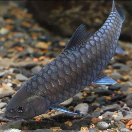 吉羅魚苗2-3cm圖片高清