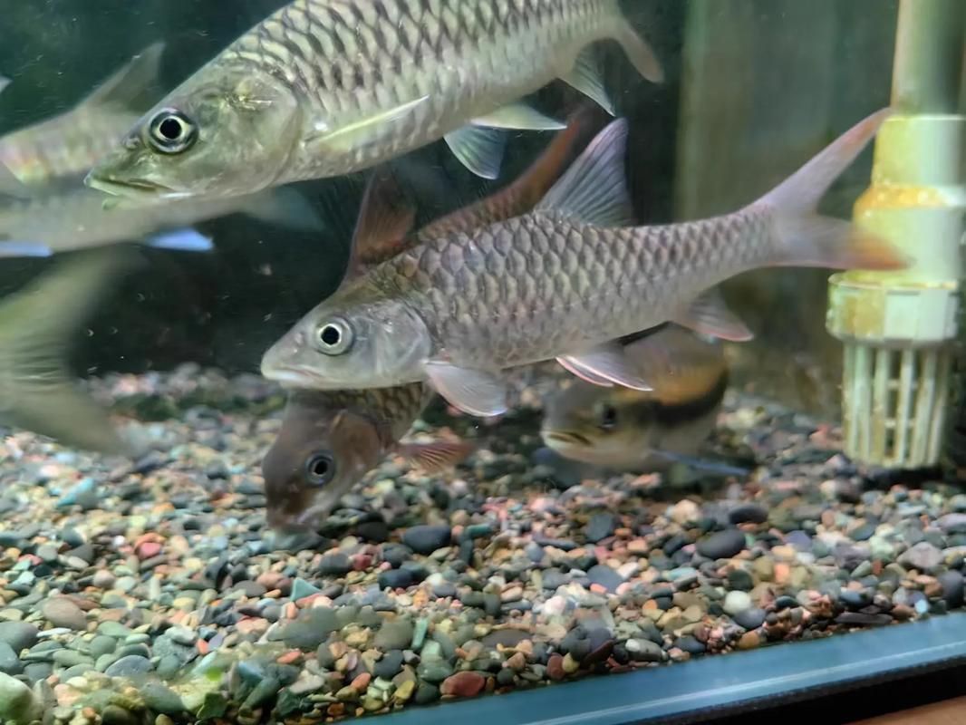 吉羅魚苗2-3cm圖片高清