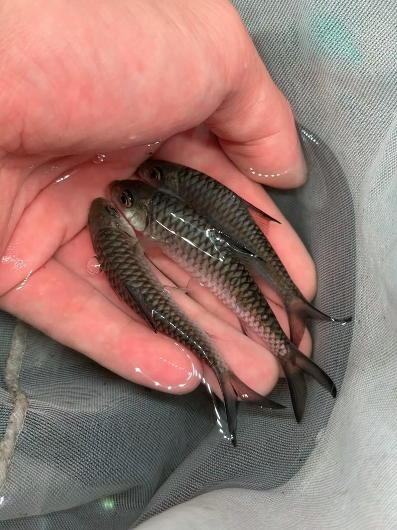 吉羅魚苗2-3cm圖片高清