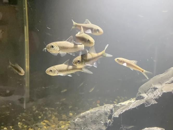吉羅魚苗2-3cm圖片高清