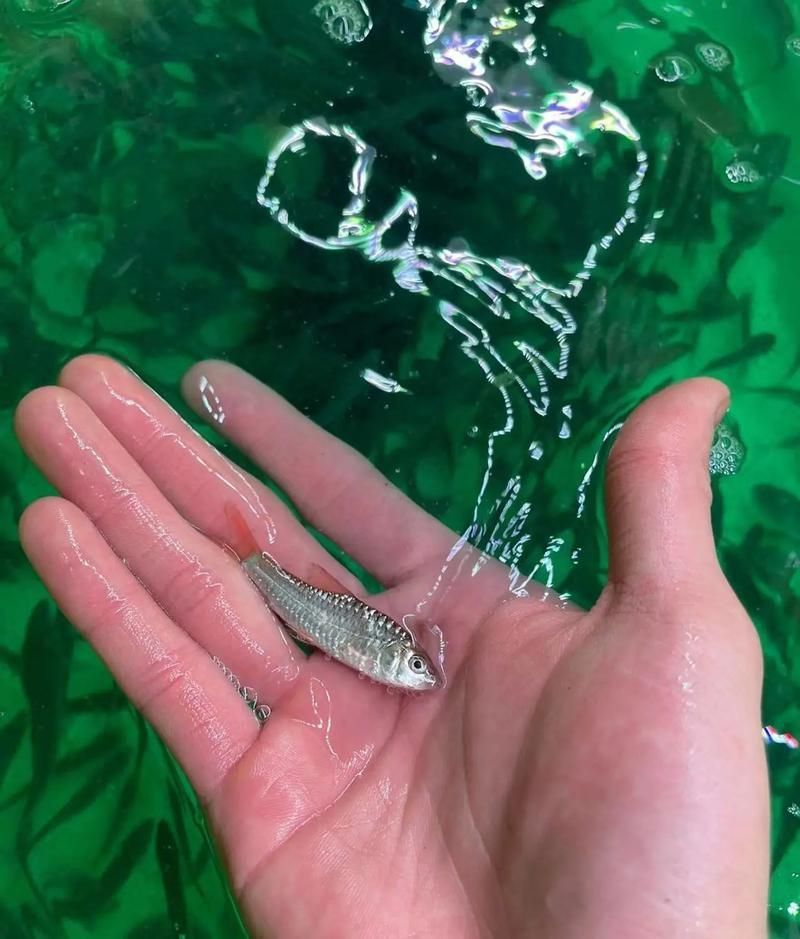 吉羅魚苗2-3cm圖片高清