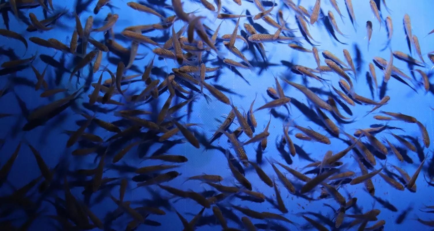 吉羅魚苗2-3cm圖片高清