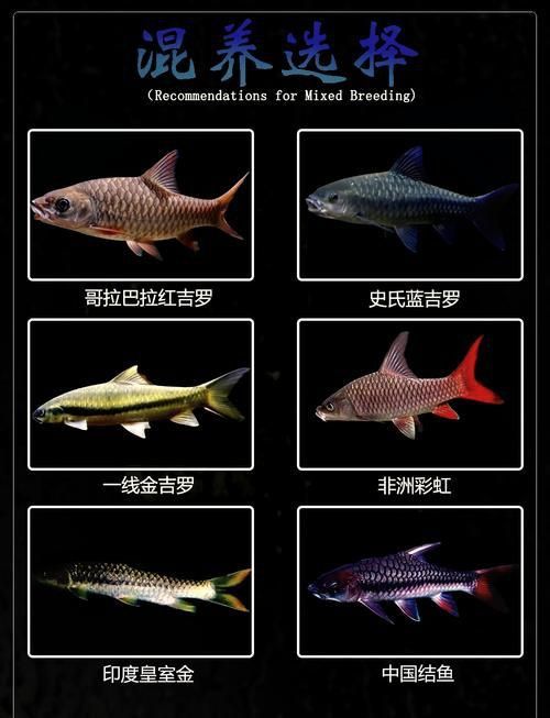 吉羅魚苗2-3cm圖片高清