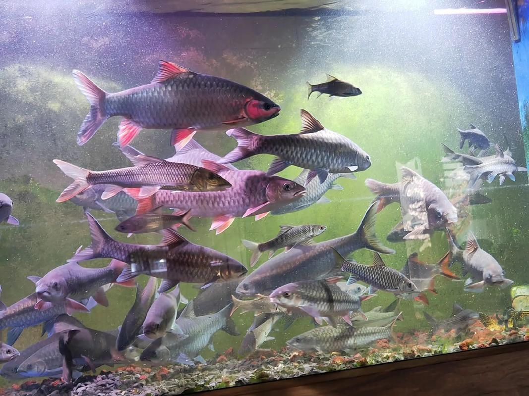 吉羅魚苗2-3cm圖片高清